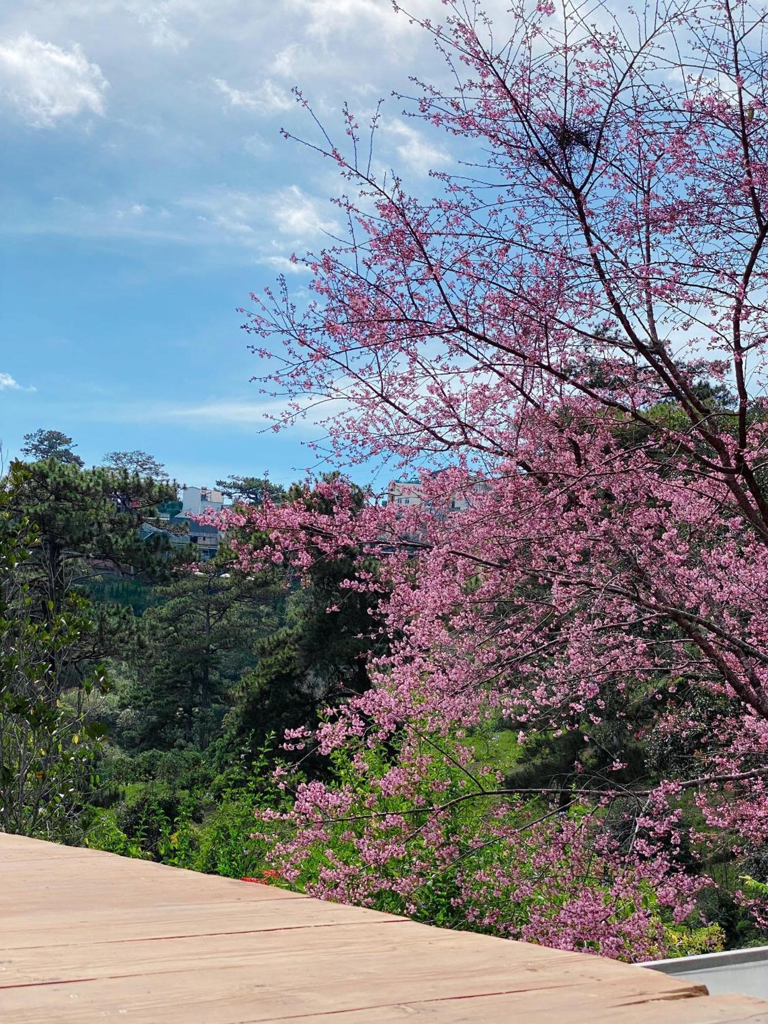 Dalat Memories Homestay - Pho Suong Mo Da Lat Zewnętrze zdjęcie